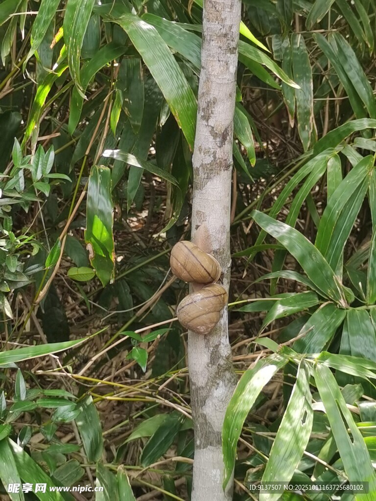 树上挂着的两个大蜗牛