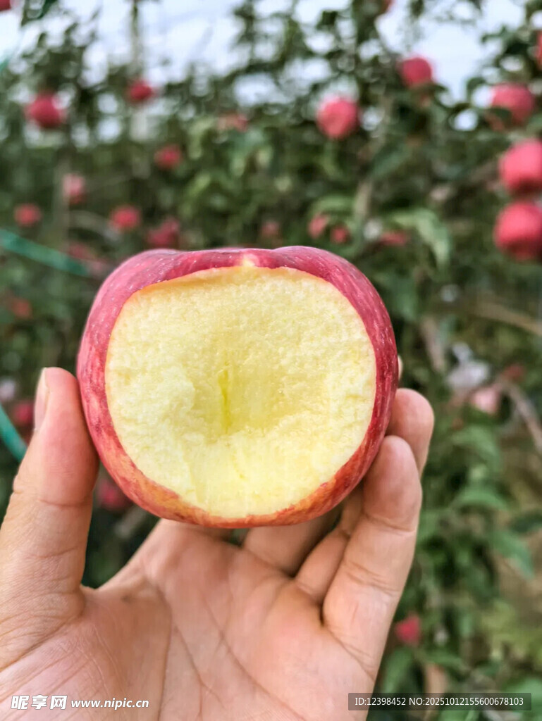 手捧切开的新鲜红苹果