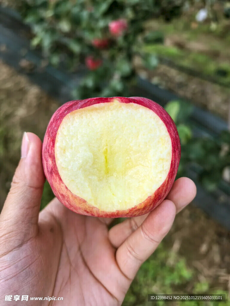 手捧切开的新鲜红苹果