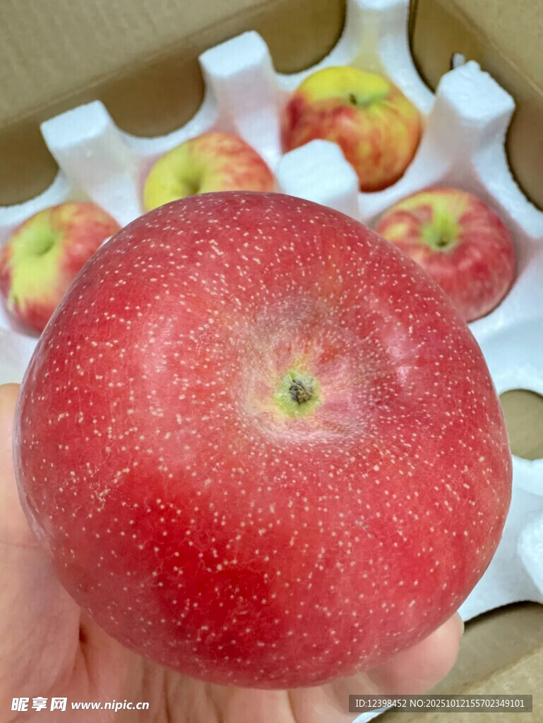 新鲜红苹果特写