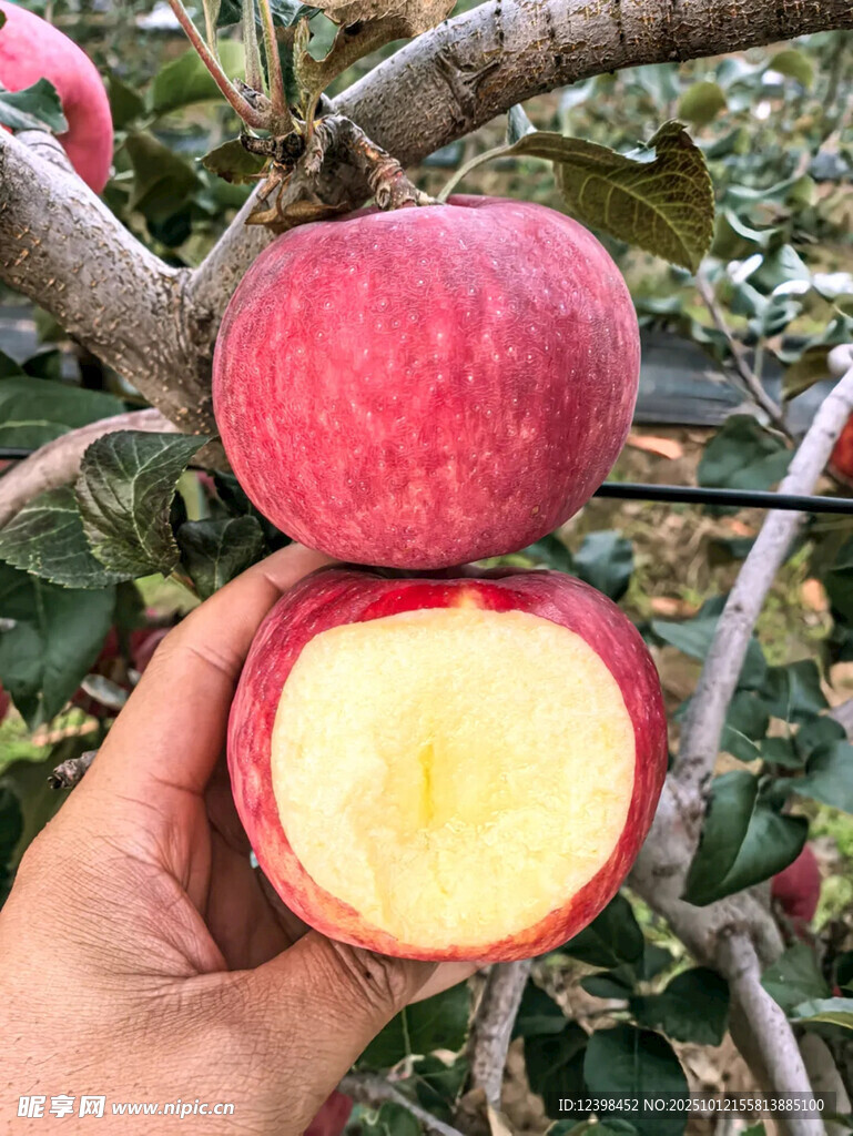 手捧枝头新鲜红苹果