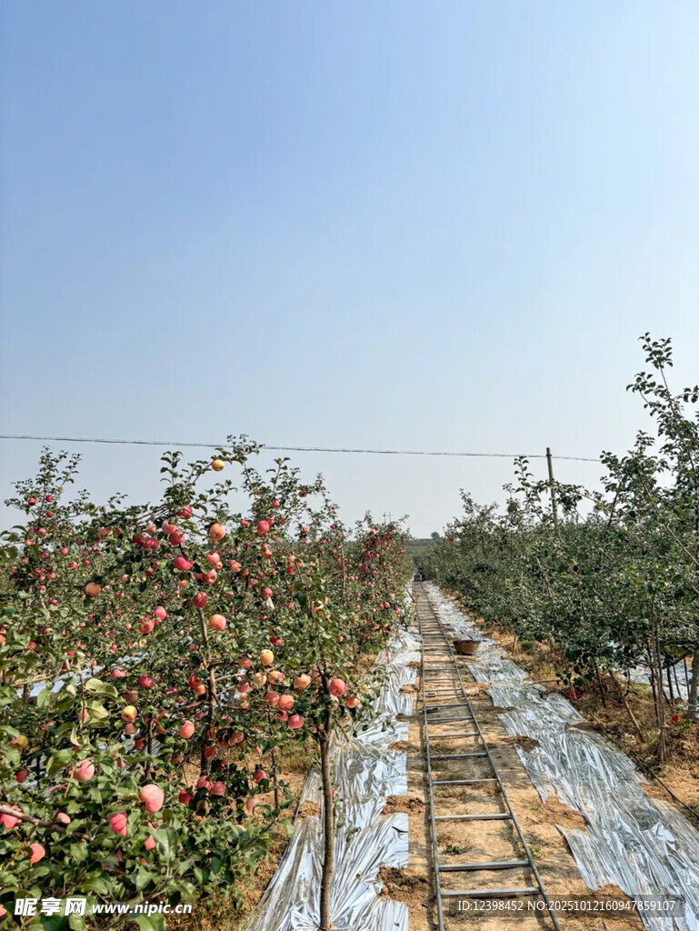 苹果种