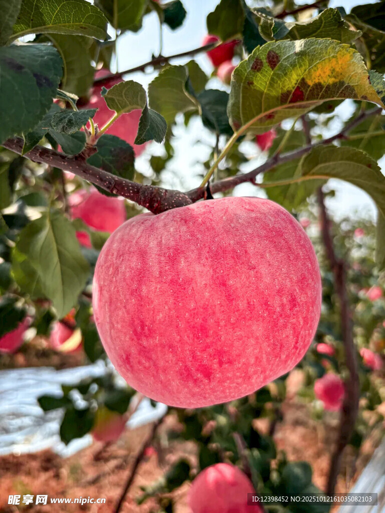 枝头粉嫩饱满的红苹果