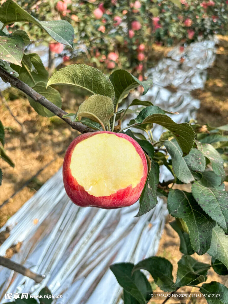 果园中切开的红苹果