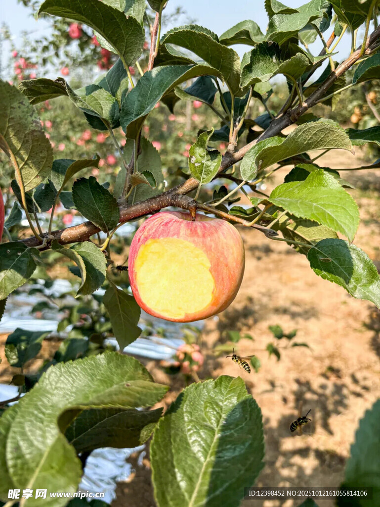 果园中切开的红苹果