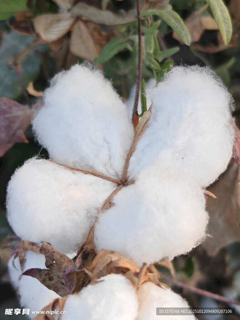 饱满棉花绽放在枝头