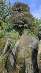 山间巨石与葱郁植被