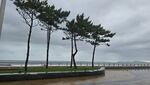 海边挺立的几棵松树