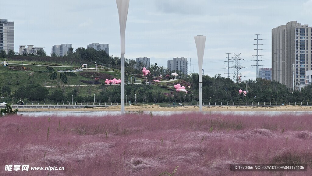 粉黛乱子草景观城市风光
