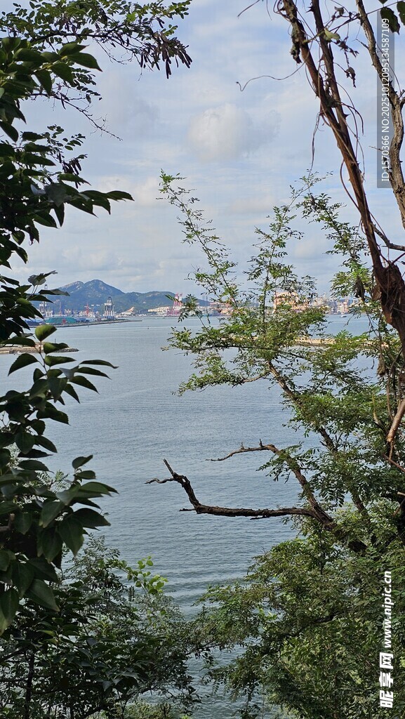 透过枝叶望宁静湖水