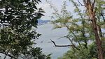 透过枝叶望宁静湖水