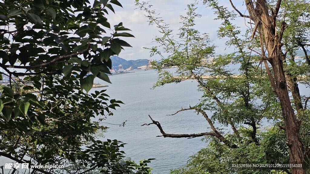 透过枝叶望宁静湖水