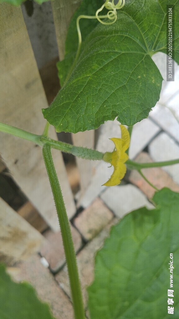 藤蔓上的黄瓜花