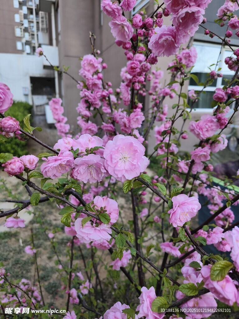盛开的粉色繁花枝头
