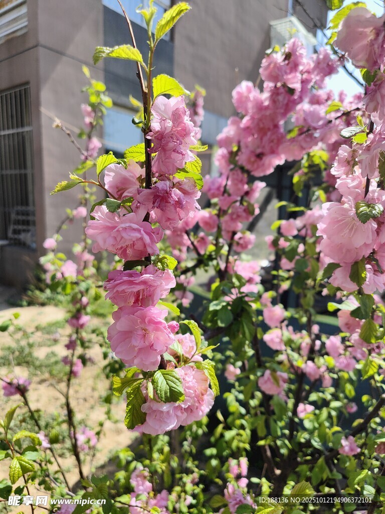 盛开的粉色繁花枝头绽放