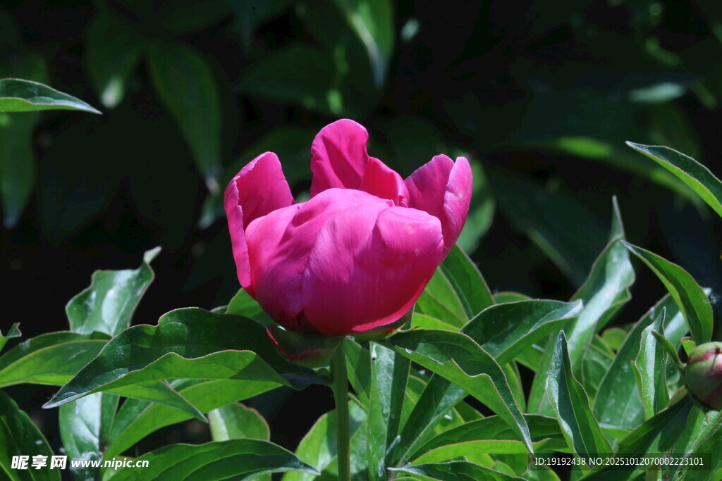芍药花  