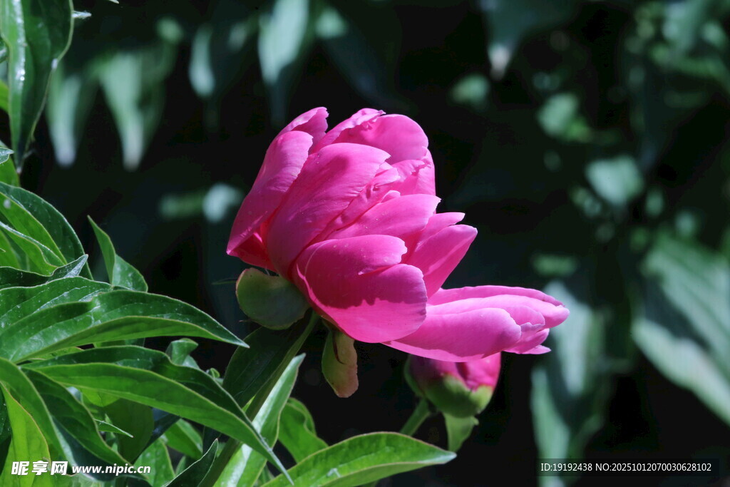 芍药花 