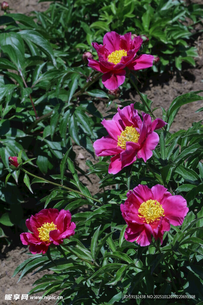 芍药花  