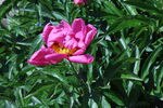 芍药花 