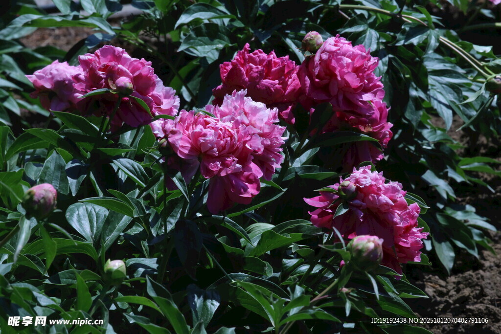 芍药花 