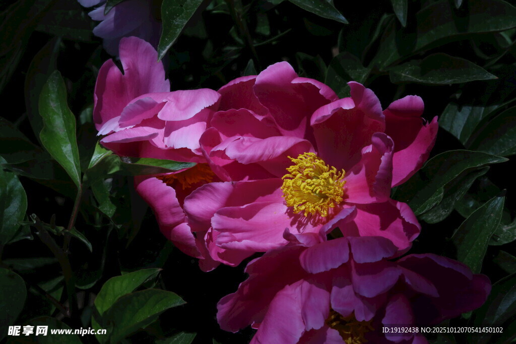 芍药花  