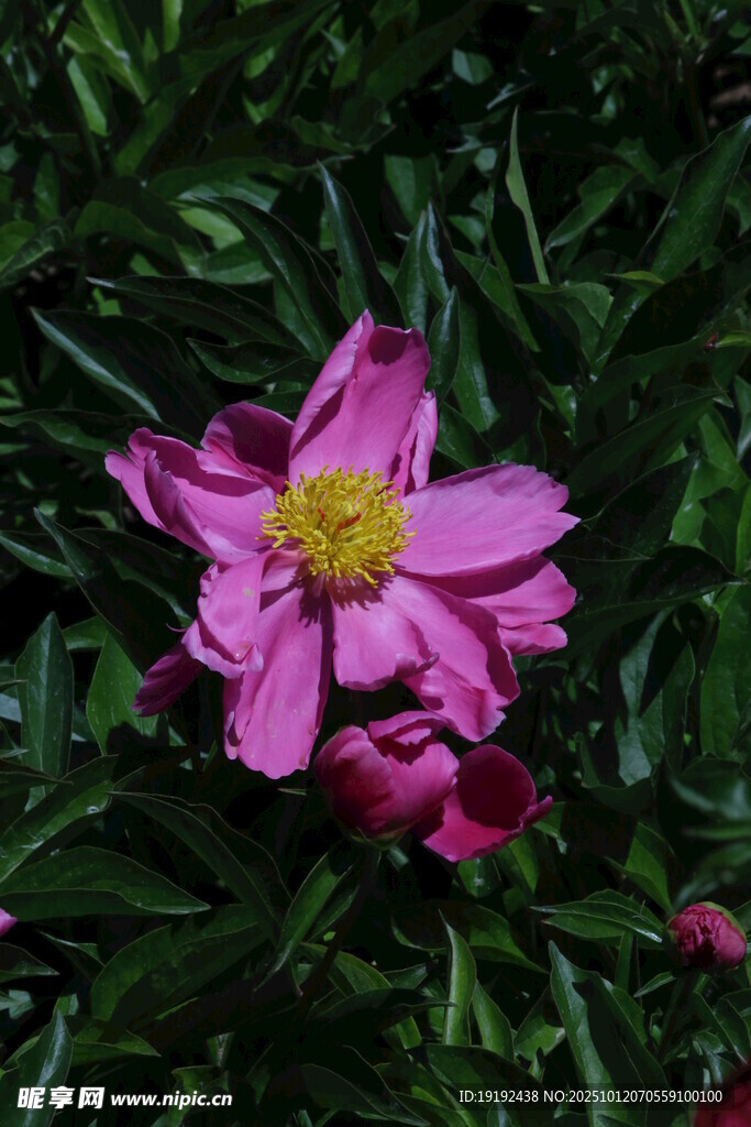 芍药花  