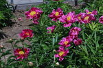 芍药花  