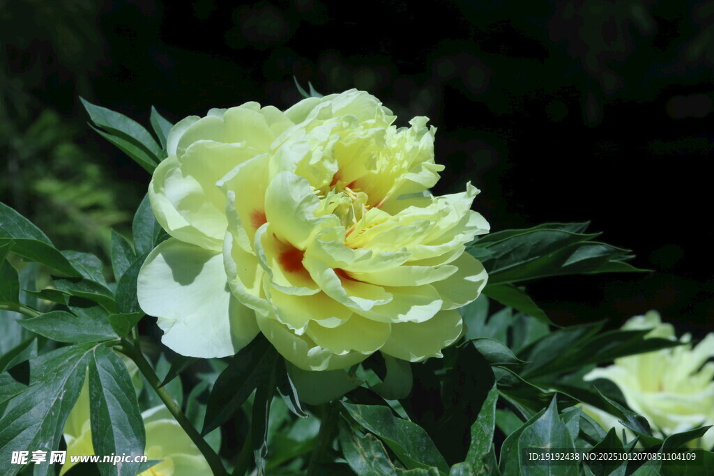 芍药花 