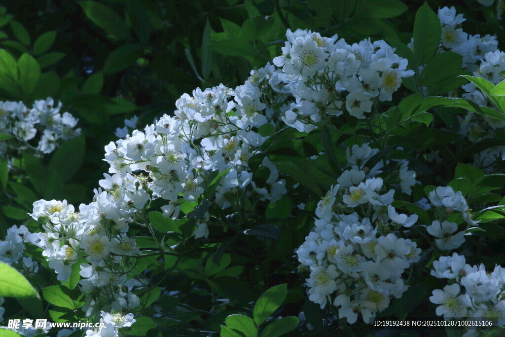 蔷薇花