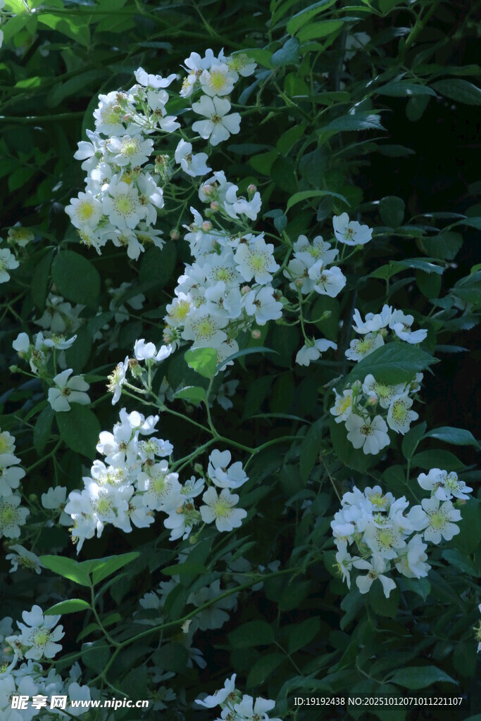 蔷薇花   