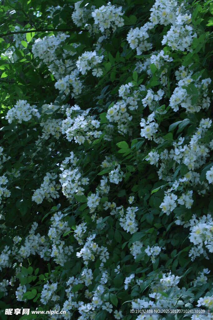 蔷薇花   