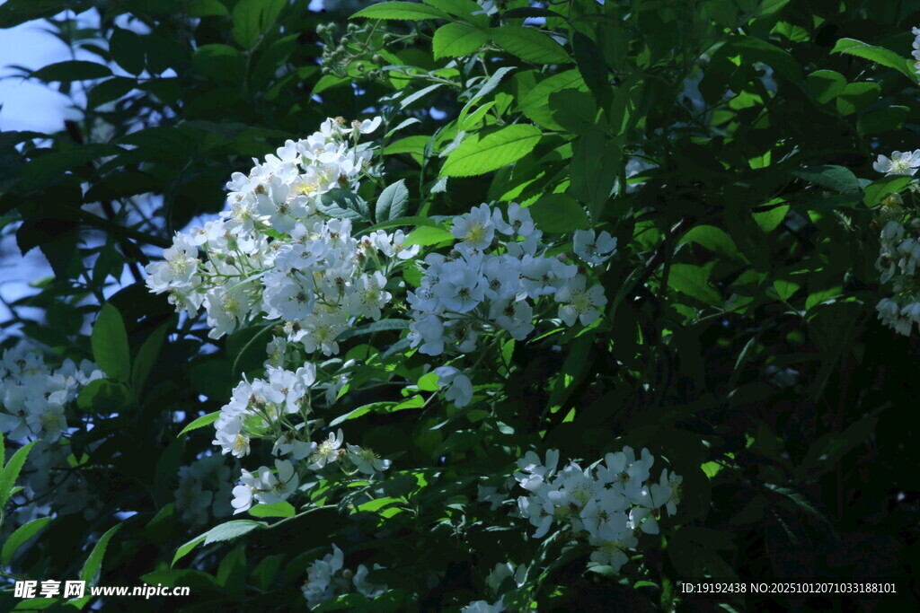 蔷薇花 