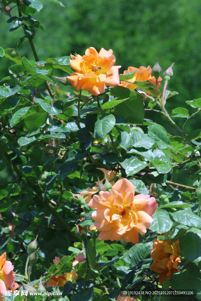 月季花  
