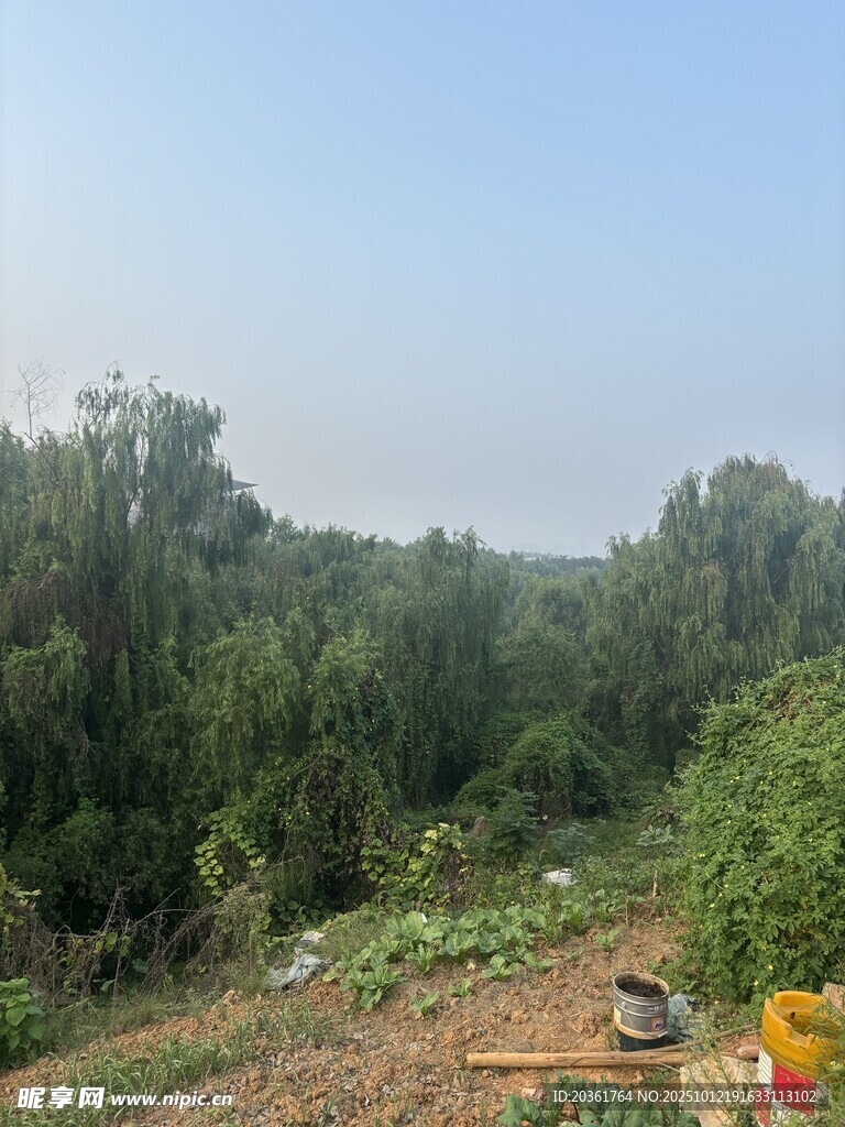 郊外绿意盎然的自然景象