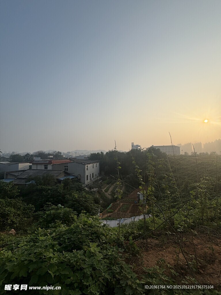 日出下的城郊绿植景观