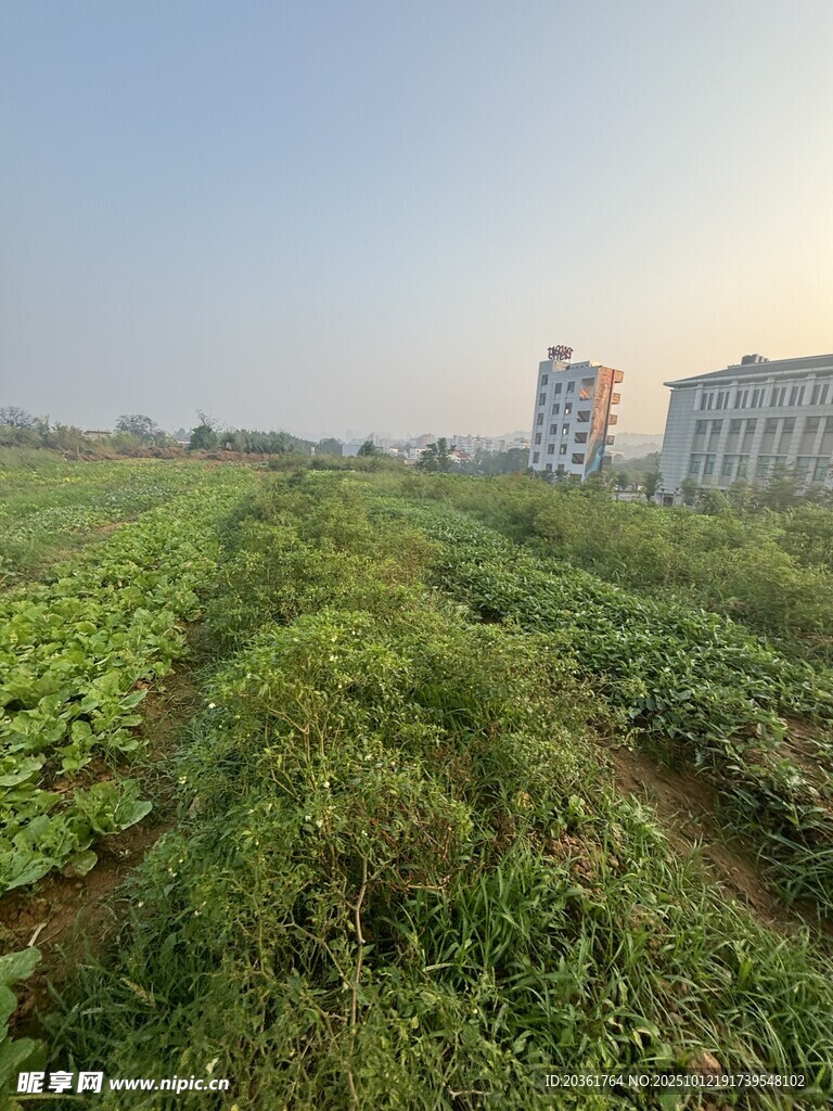 田野中的繁茂绿色植被