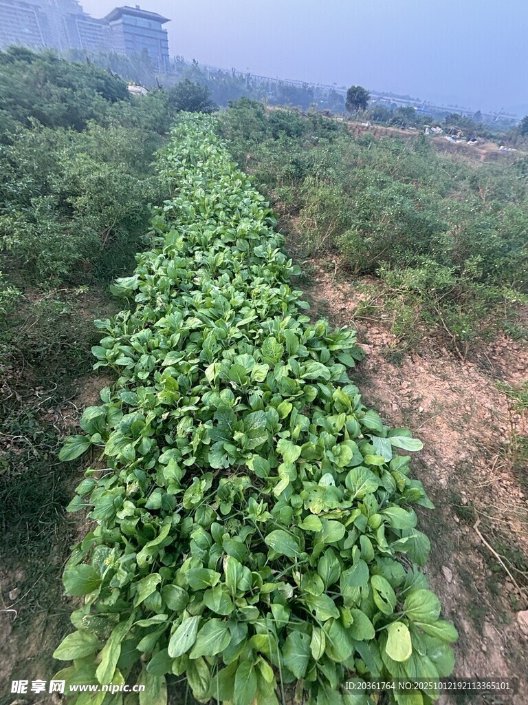 田间绿叶植物景观