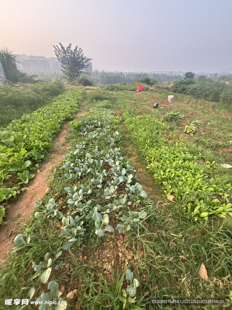 田园蔬菜种植景象