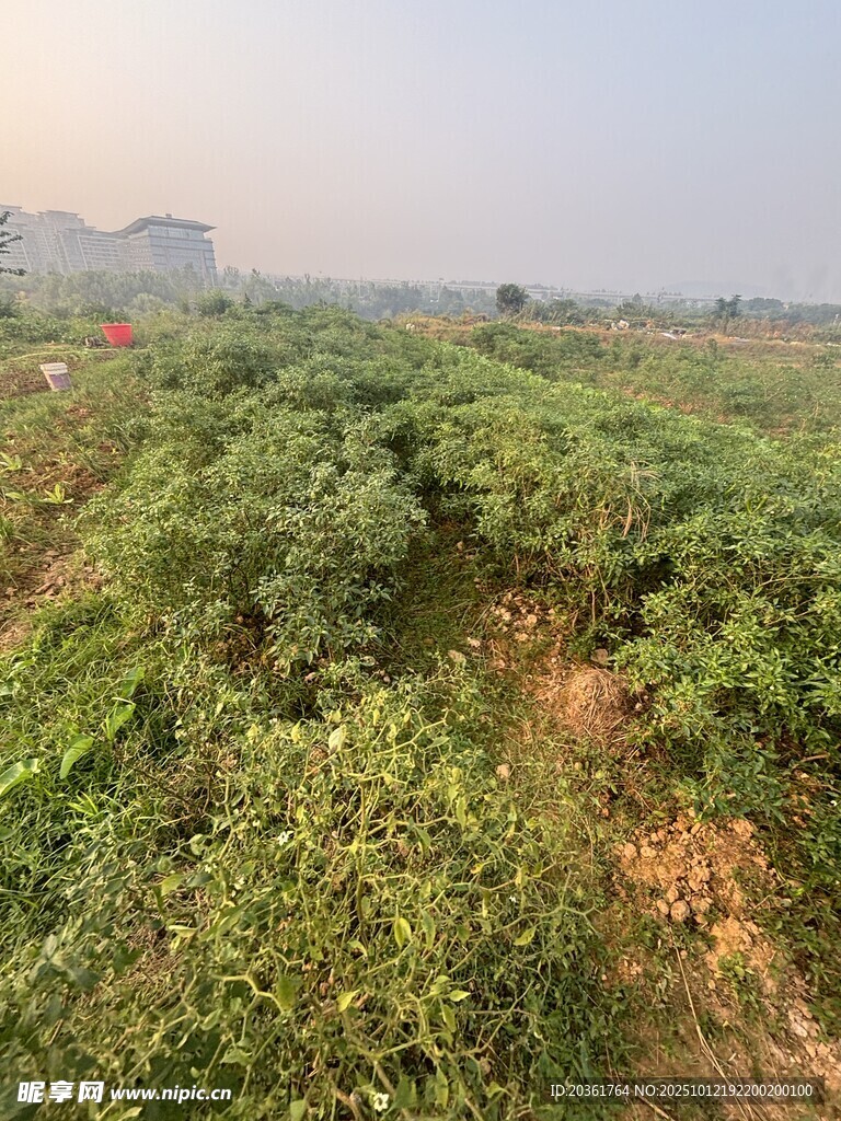 田野中的茂盛绿植景观