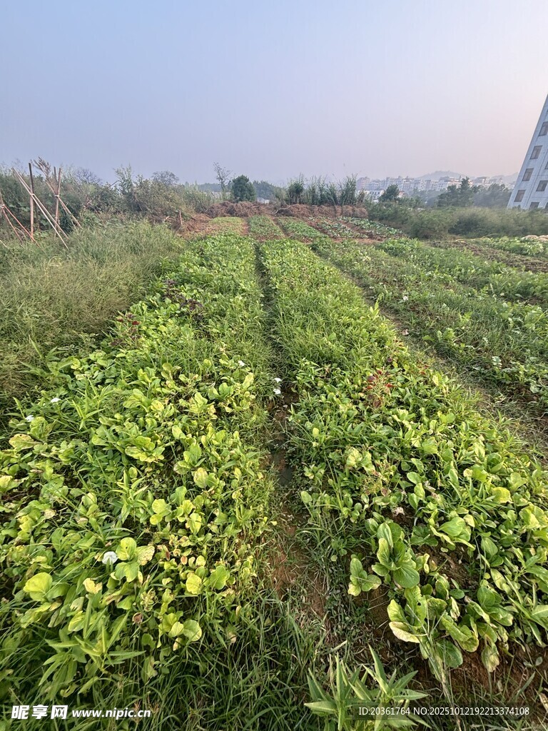 田园蔬菜种植景观