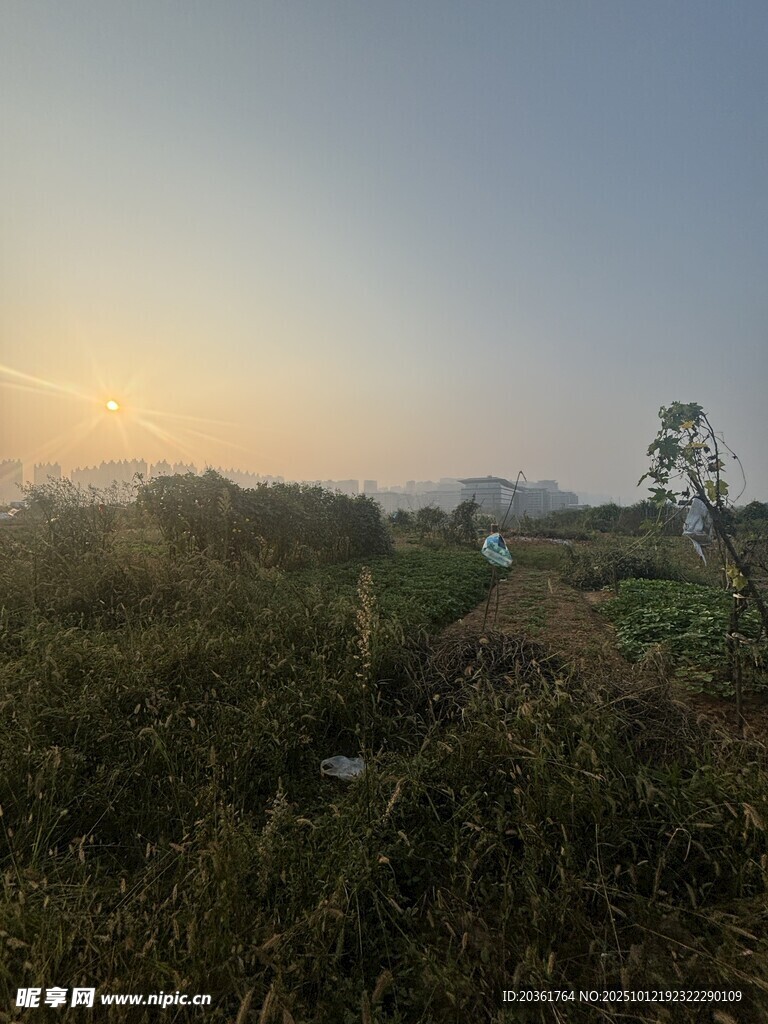 日出时分的原野风光