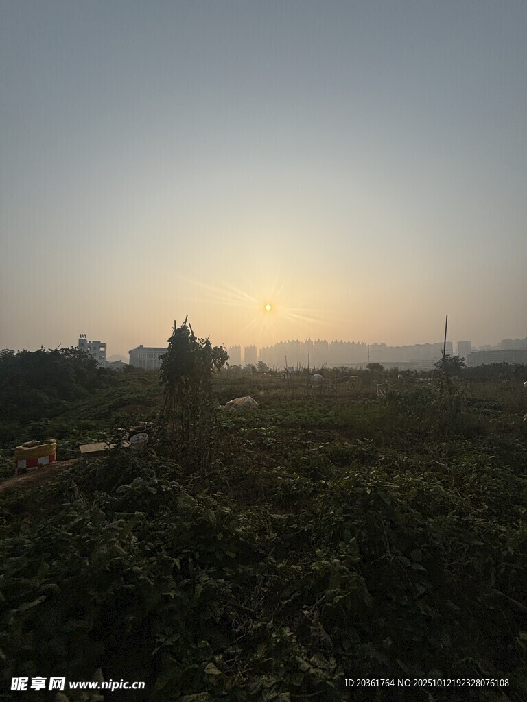 日出时分的田野风光