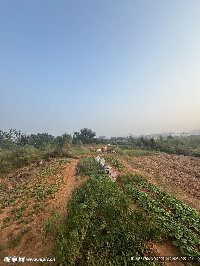 田园风光中的农田景象