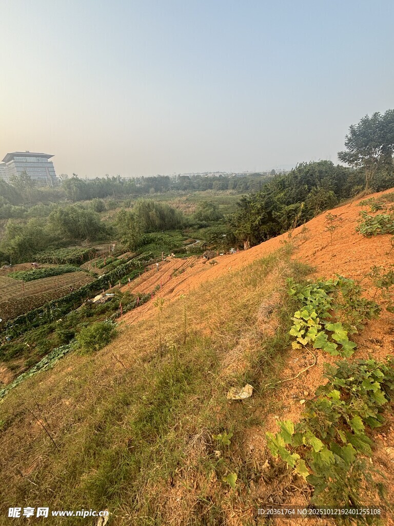 郊外山坡绿意盎然景色