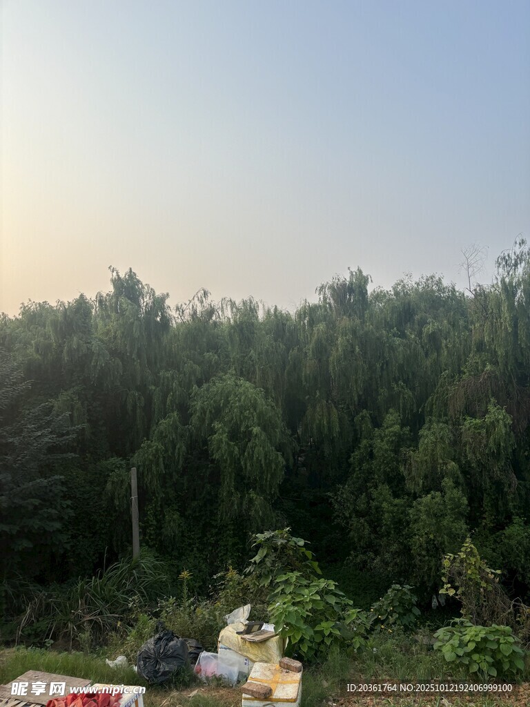 黄昏下的树林与地面景物