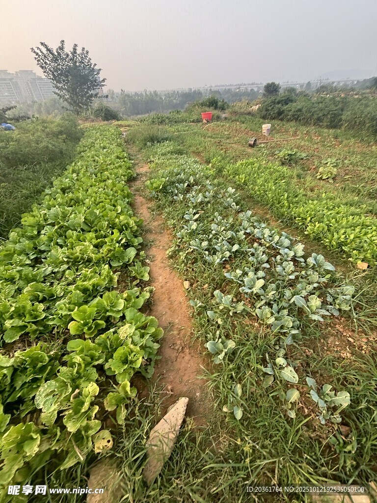 田园蔬菜种植景观