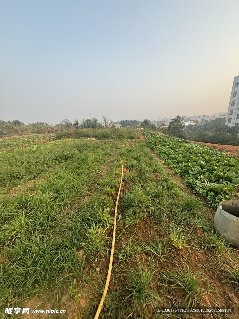 田野中的绿色菜地与水管