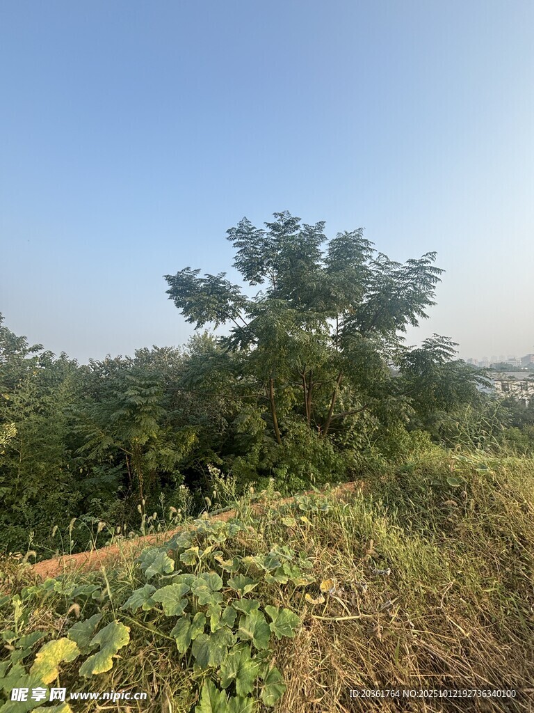 郊外绿意盎然的自然景致