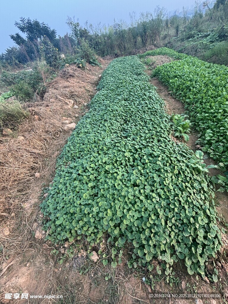 农田中的绿色蔬菜种植地