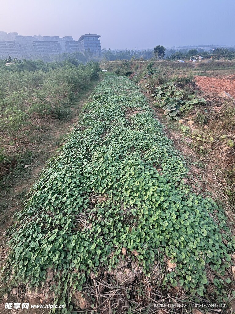 田间葱郁蔬菜种植地